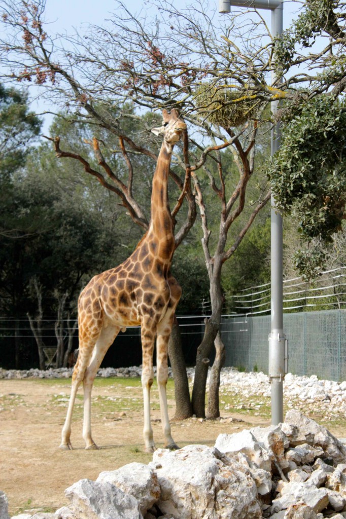 girafe07