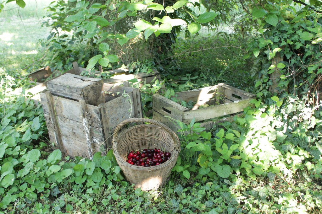 cerises09