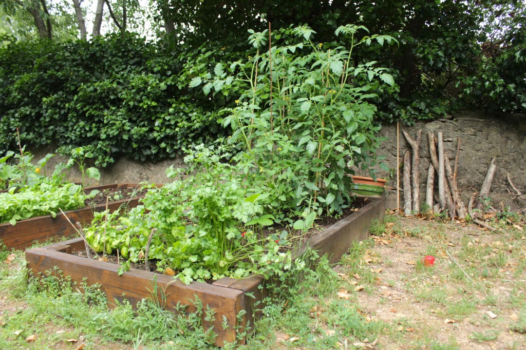 potager2