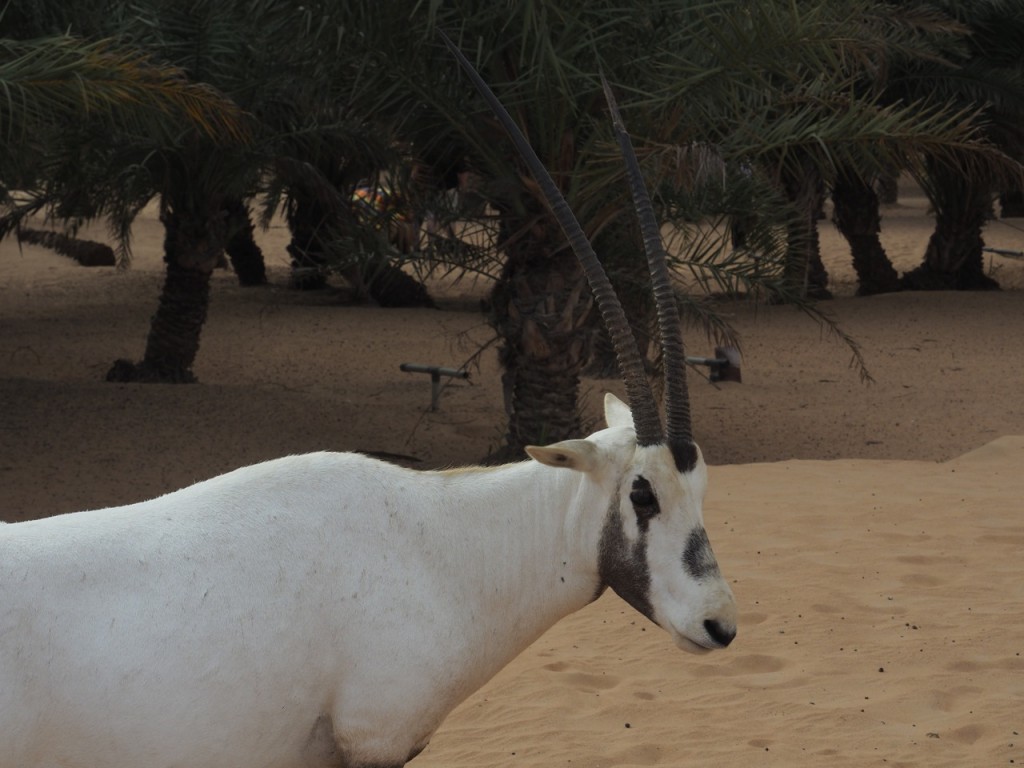 Dubaï Desert