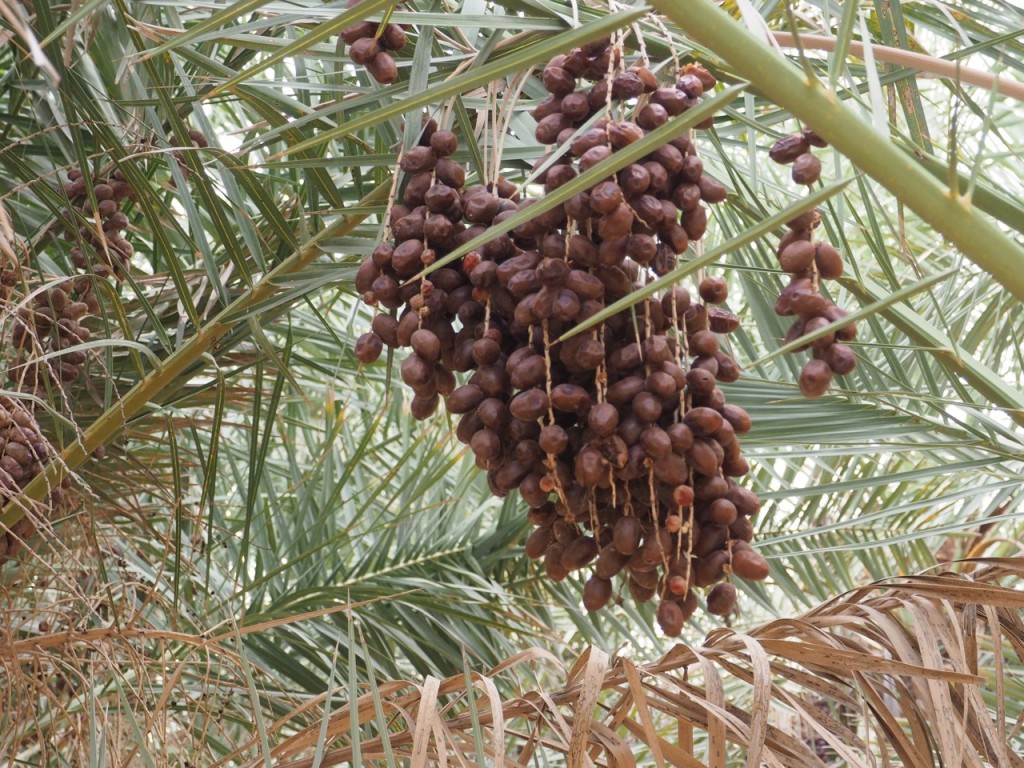 Dubaï Desert