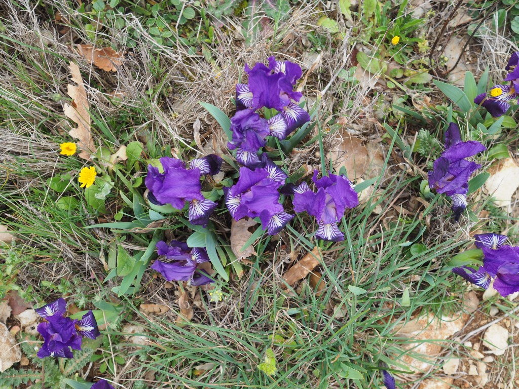 clos-gaillard-nimes