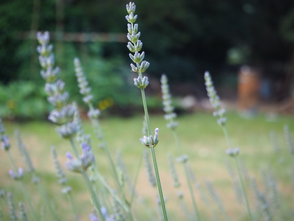 jardin-ritalechat