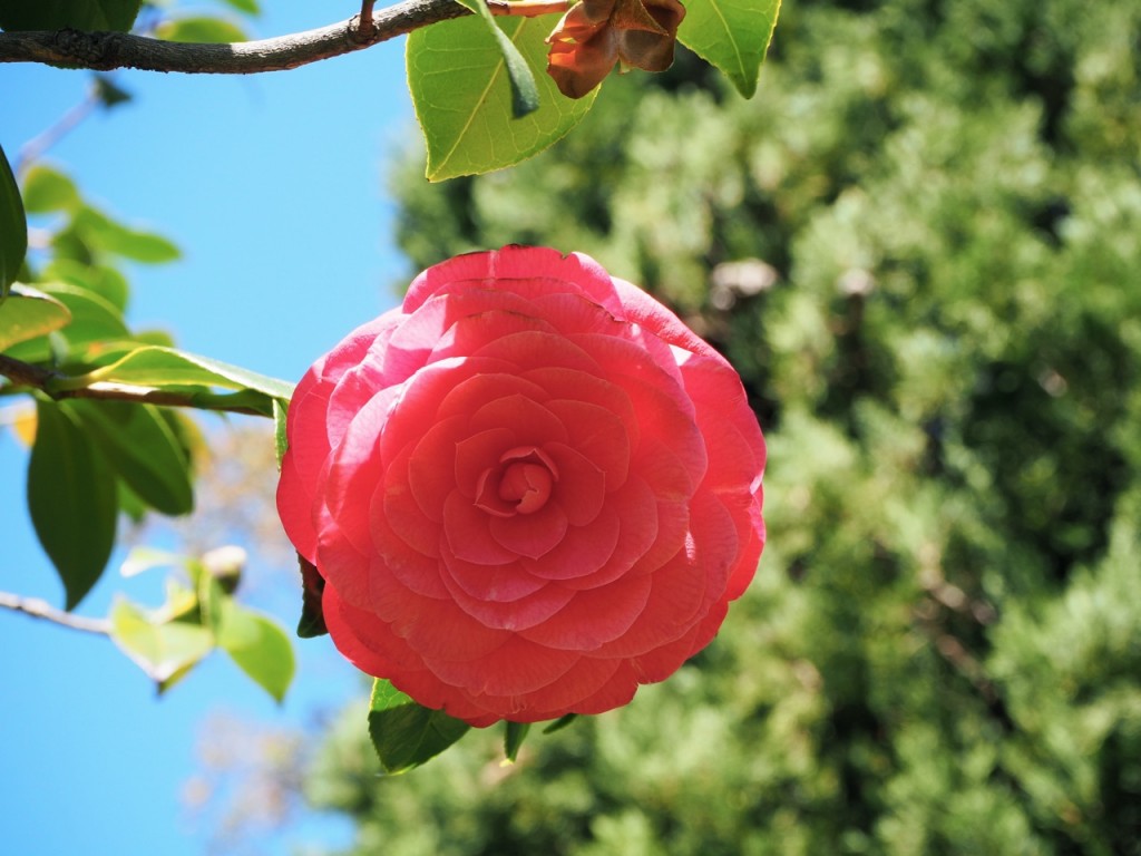 camelia