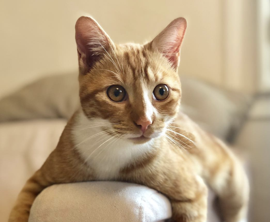 Capture d’écran 2019-01-20 à 11.29.30